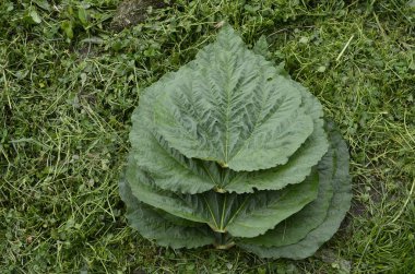 Akşam ışığı içinde büyüyen ravent