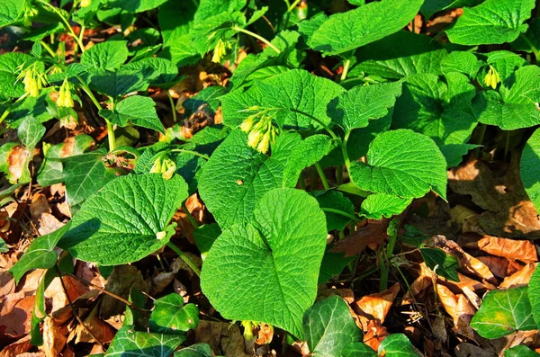 Planta medicinal de la región de los Cárpatos.Symphytum cordatum . — Foto de Stock