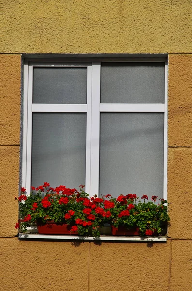 Fleurs de pélargonium rouge sur la fenêtre . — Photo