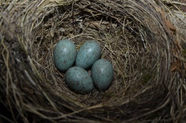 Bir şarkının doğal yuvası ve mavi yumurtaları çayırda toplanır.