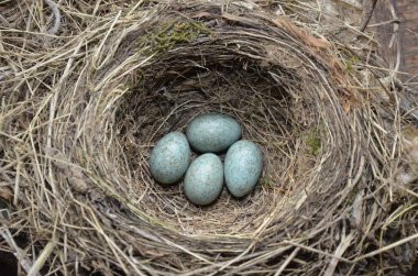 Bir şarkının doğal yuvası ve mavi yumurtaları çayırda toplanır.