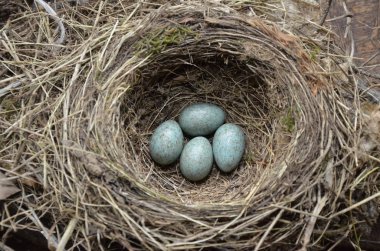 Bir şarkının doğal yuvası ve mavi yumurtaları çayırda toplanır.