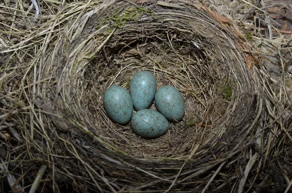 Natuurlijk nest en blauwe eieren van een zanglijster in de weide — Stockfoto