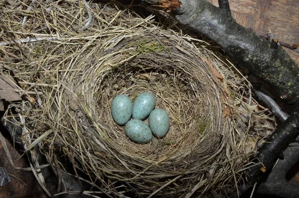 Натуральное гнездо и голубые яйца дрозда песни на лугу — стоковое фото