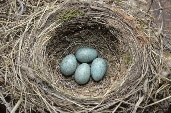 Натуральное гнездо и голубые яйца дрозда песни на лугу — стоковое фото