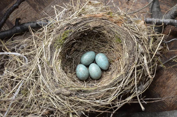 Naturalne gniazdo i niebieskie jaja pleśniawki pieśni na łące — Zdjęcie stockowe