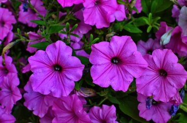 Gül petunya çiçeği petunyası (Petunya)