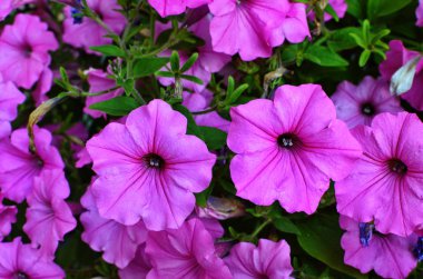 Gül petunya çiçeği petunyası (Petunya)