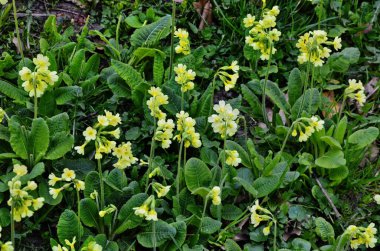 İlkbaharda açan Cowslip Primula