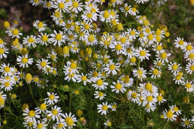 Papatya ilaç çok yararlı bitki.