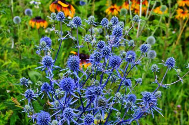 Eryngium sondalarımızdan mavi deniz Holly Bahçe