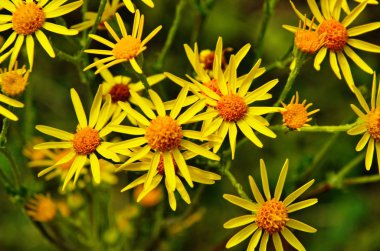 Senecio erucifolius. Sari
