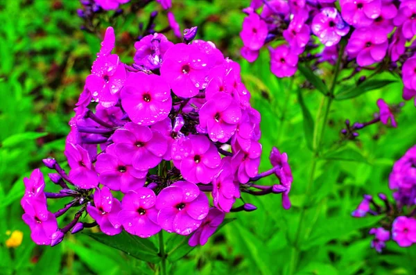 Phlox paniculata, garden phlox flower, perennial phlox