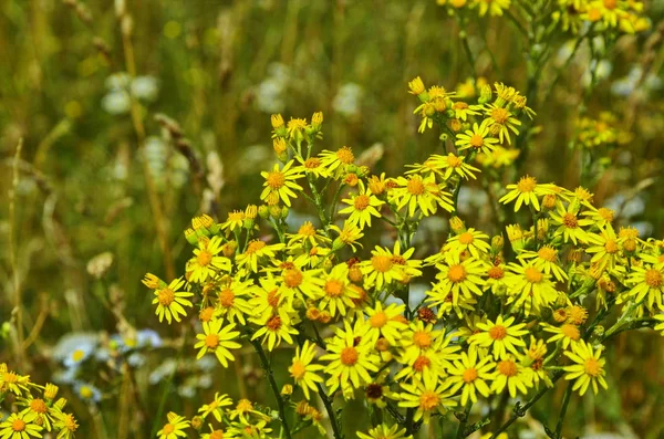 Senecio erucifolius. gelbe Wildblumen — Stockfoto