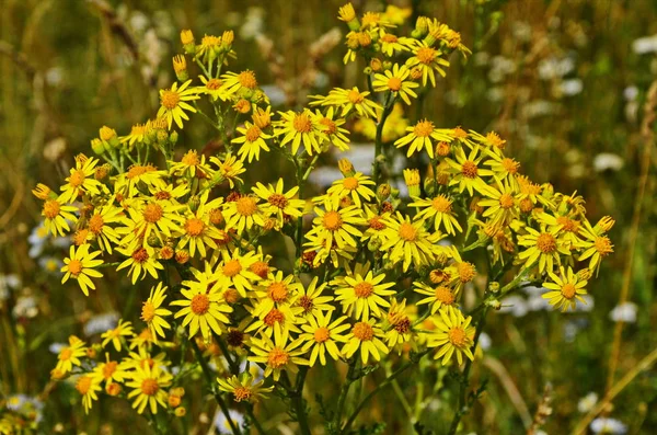 Senecio erucifolius. Yellow wild flowers — Stock Photo, Image