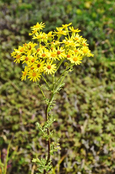 Erucifolius starzec. Żółte kwiaty dzikiego — Zdjęcie stockowe