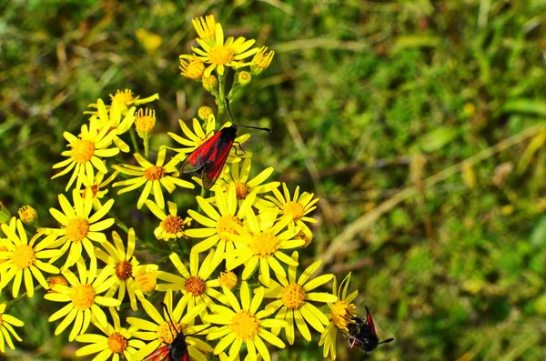 Senecio erucifolio. Fiori selvatici gialli — Foto Stock