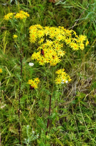 Senecio erucifolius. Κίτρινα αγριολούλουδα — Φωτογραφία Αρχείου