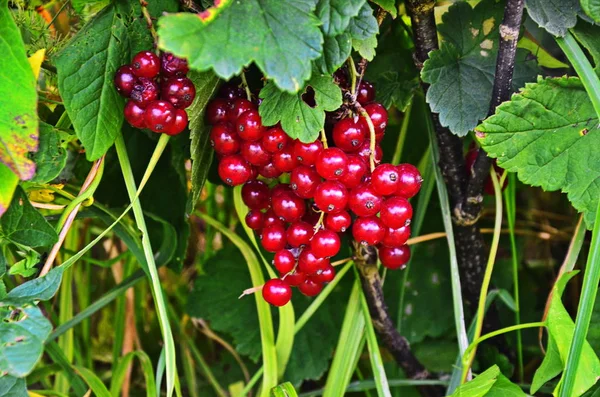 Bush yaz günü bahçesinde sağlıklı somun — Stok fotoğraf