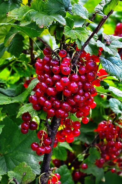 Groseille rouge saine sur le buisson dans le jardin dans la journée d'été — Photo