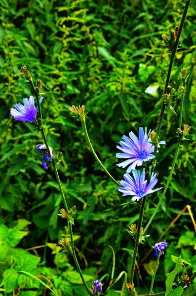 Vacker vild Chicory blomma blomma — Stockfoto