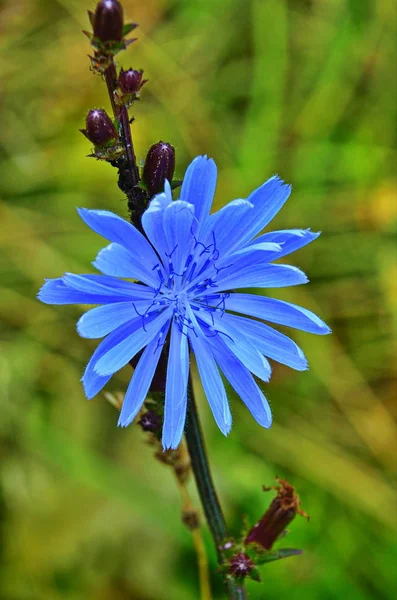 Beautiful Wild Chicory Flower Blossom — 스톡 사진