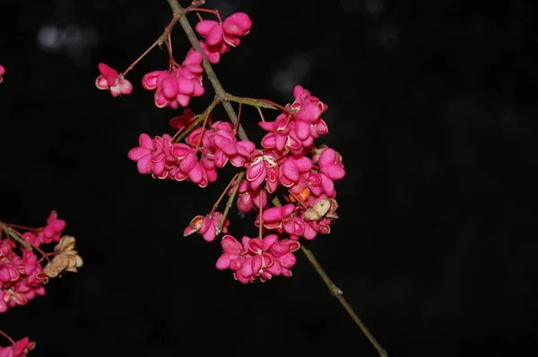 ニシキギ europaeus 植物で、秋の果物 — ストック写真