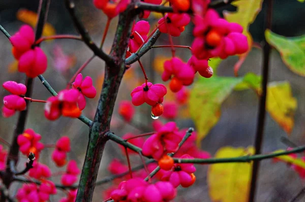 Planta Euonymus europaeus com frutos no outono — Fotografia de Stock