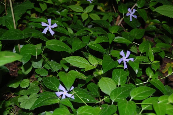 Vinca herbacea (közönséges név lágyszárú periwinkle) virágok, fű háttér — Stock Fotó