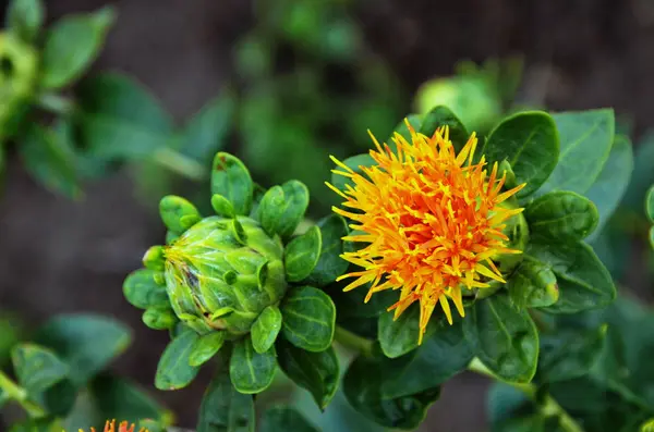 Yellow flower of Carthamus tinctorius — Stock Photo, Image