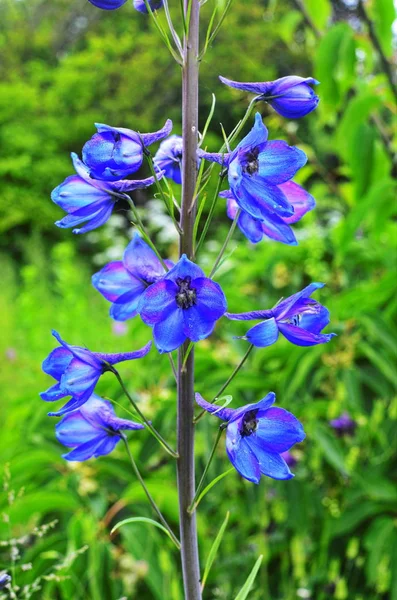 大花漂白。 高花园蓝花. — 图库照片