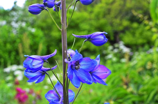 Stora blomsterdelfiner. Hög trädgård blå blommor. — Stockfoto