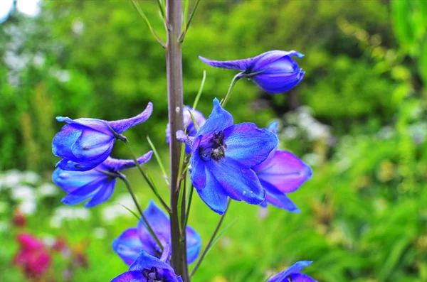 Stora blomsterdelfiner. Hög trädgård blå blommor. — Stockfoto