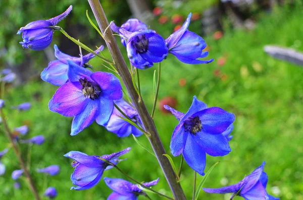 大花漂白。 高花园蓝花. — 图库照片