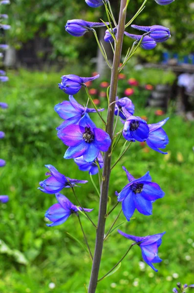 Wielki kwiat delphinium. Wysoki ogród niebieskie kwiaty. — Zdjęcie stockowe