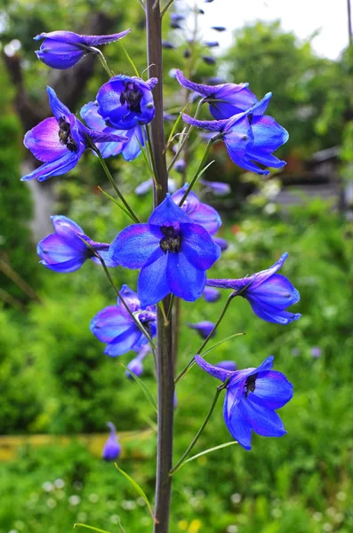 大花漂白。 高花园蓝花. — 图库照片