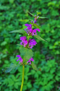 Kırmızı ballıbaba (Lamium purpureum)