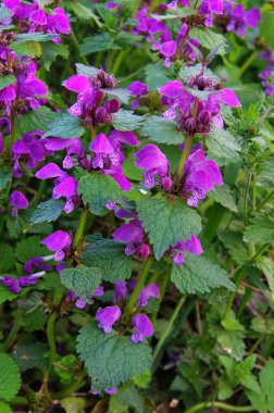 Kırmızı ballıbaba (Lamium purpureum)