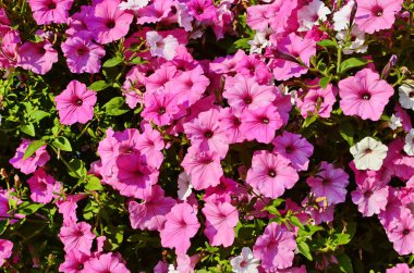 Gül petunya çiçeği petunyası (Petunya)