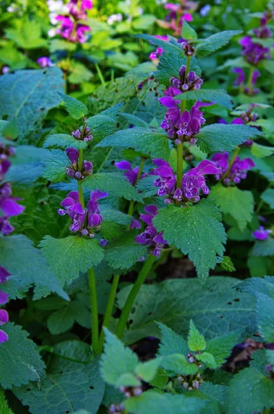 Ortica despota rossa (Lamium purpureum ) — Foto Stock