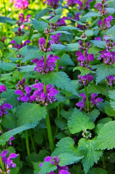 Red Hluchavka (Hluchavka nachová) — Stock fotografie