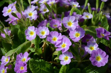 Çiçek tarhında çuha çiçeği (primula vulgaris)