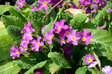 Çiçek tarhında çuha çiçeği (primula vulgaris)