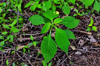 Küçük Balsam, Impatiens parviflora