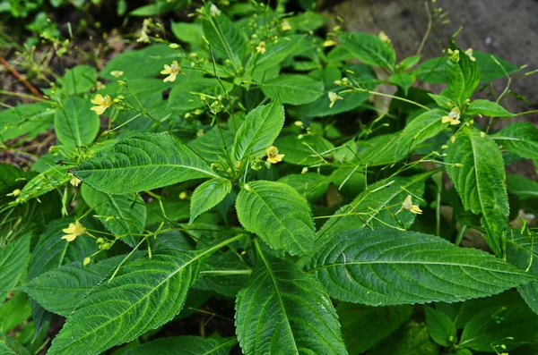 Small Balsam, Impatiens parviflora — Stock Photo, Image