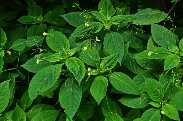 Küçük Balsam, Impatiens parviflora — Stok fotoğraf