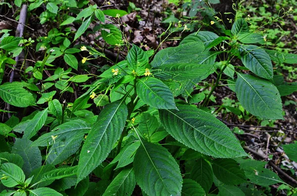 Small Balsam, Impatiens parviflora — Stock Photo, Image