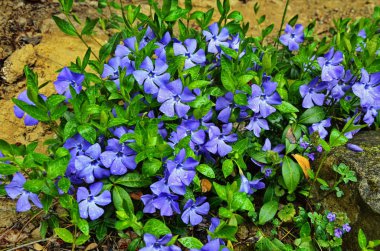 Bahar bahçesinde menekşe (vinca minor) mor mavi çiçekleri