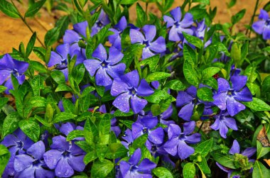 Bahar bahçesinde menekşe (vinca minor) mor mavi çiçekleri