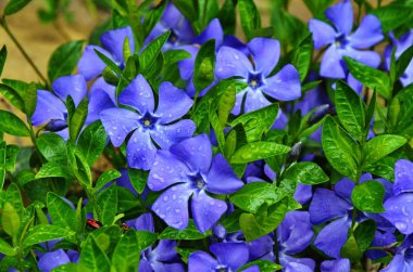 Bahar bahçesinde menekşe (vinca minor) mor mavi çiçekleri